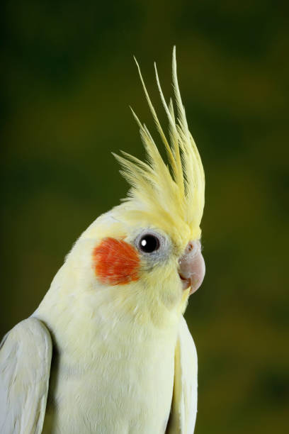 istock Cockatiel portrait looking right - vertical 1219541142