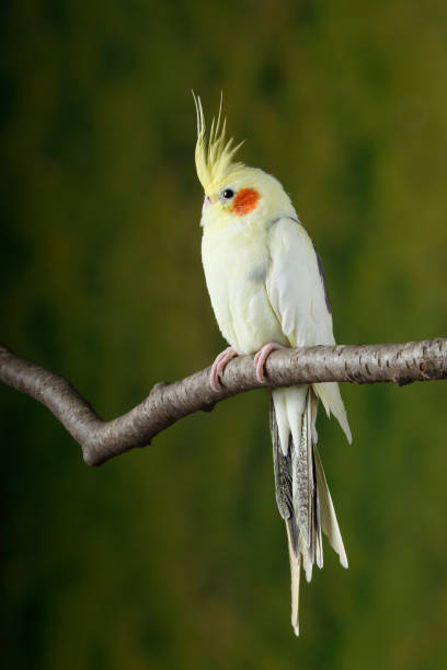 istock Cockatiel on branch 1219541147