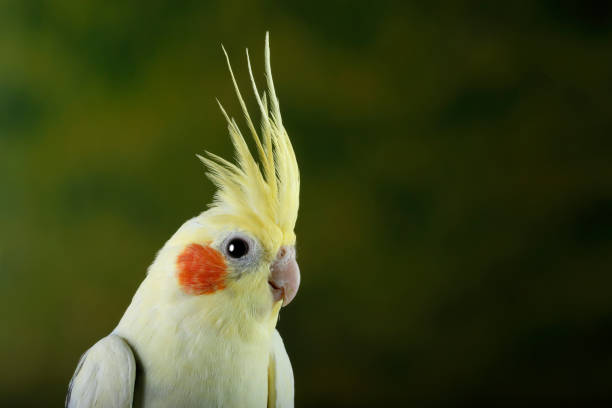 istock Cockatiel portrait looking right 1219541156