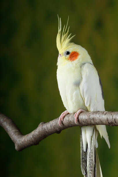 istock Cockatiel perched on branch 1219541227