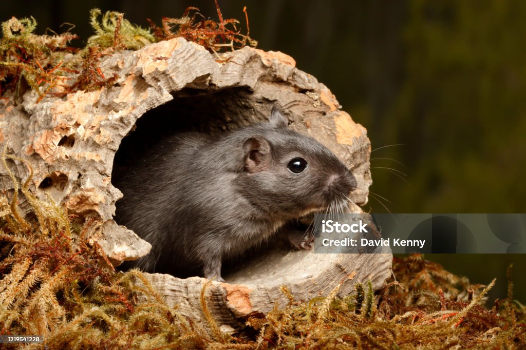 Gerbil looking out of cork round Gerbil (Gerbillinae) peeking out of cork round - Captive Animal Stock Photo