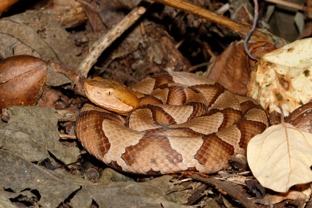 istock Copperhead snake hiding in leaf litter 1219541229