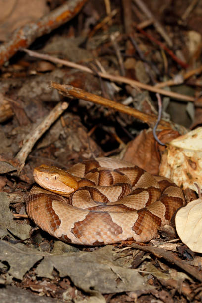 Copperhead snake hiding in leaf litter - Vertical stock photo