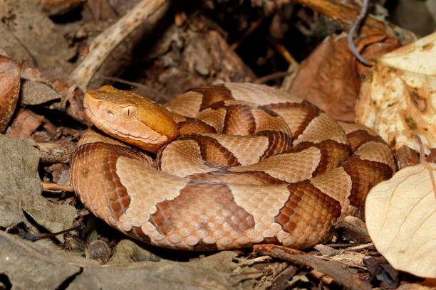 istock Copperhead snake close-up in leaf litter 2 1219541250