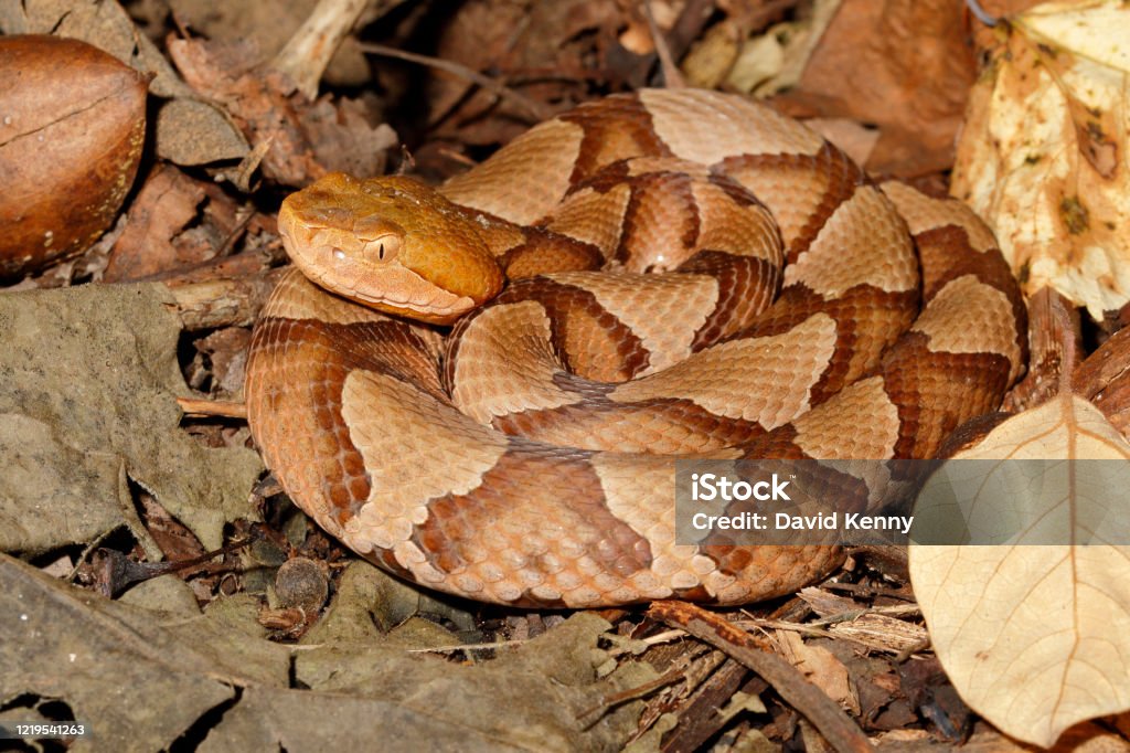 Copperhead snake close-up in leaf litter Northern Copperhead (agkistrodon contortrix mokasen) on leaf litter - taken in New Jersey Copperhead Stock Photo