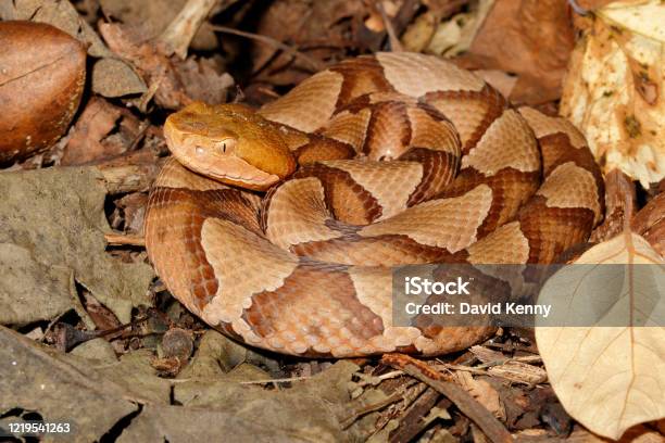 Copperhead Snake Closeup In Leaf Litter Stock Photo - Download Image Now - Copperhead, Snake, Northern Copperhead