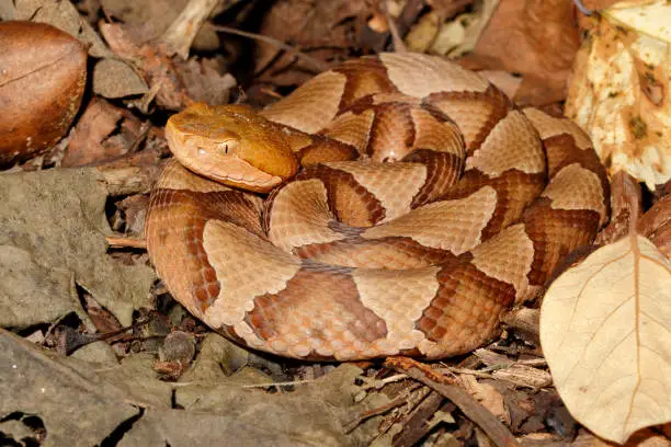 Photo of Copperhead snake close-up in leaf litter