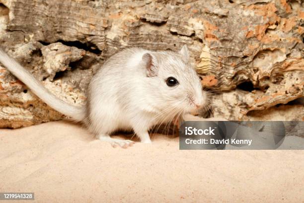Gerbil In Sand 3 Stock Photo - Download Image Now - Gerbil, Pets, Cute