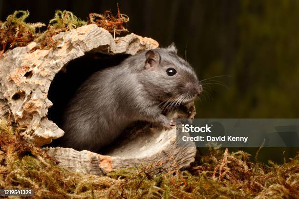 Gerbil Looking Out Of Cork Round Stock Photo - Download Image Now - Animal, Animal Wildlife, Cute