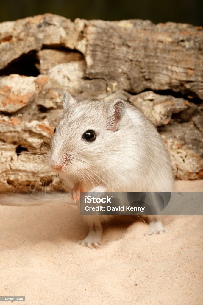 Gerbil standing in sand looking left - vertical Gerbil (Gerbillinae) standing in sand - captive Animal Stock Photo