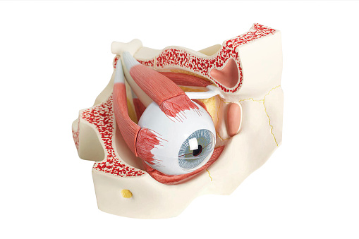 Human plastic eye model for study education isolated on white background. Eye anatomy inner structure medically accurate 3D illustration. Human eye cross section physiology