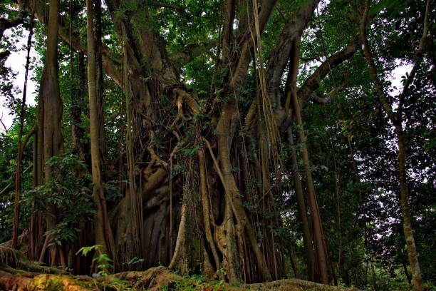 istock The mighty tree of Indian temples 1219542490