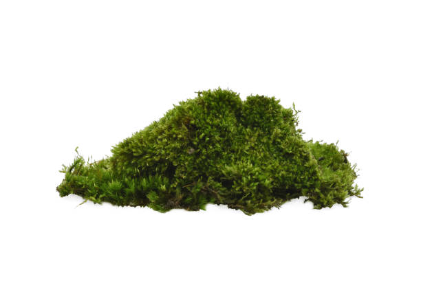 istock Green moss isolated on white bakground 1219543236