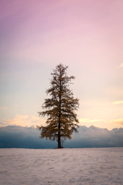 A laconic landscape with lonely pine at sunset. Somewhere in Latvia.
