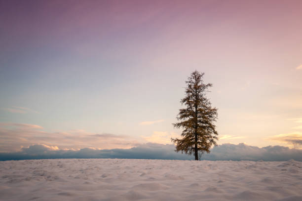 istock A laconic landscape with lonely pine at sunset. 1219543791