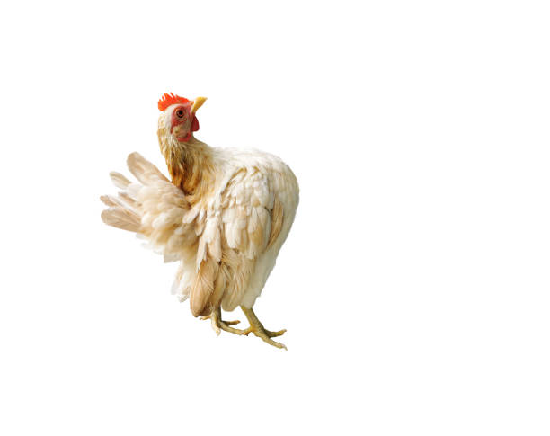 The Serama, also called the Malaysian Serama is a bantam breed of chicken originating in Malaysia. the Serama lays claim to the smallest chicken in the world