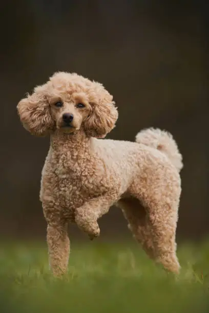Photo of Toy Poodle Outdoor