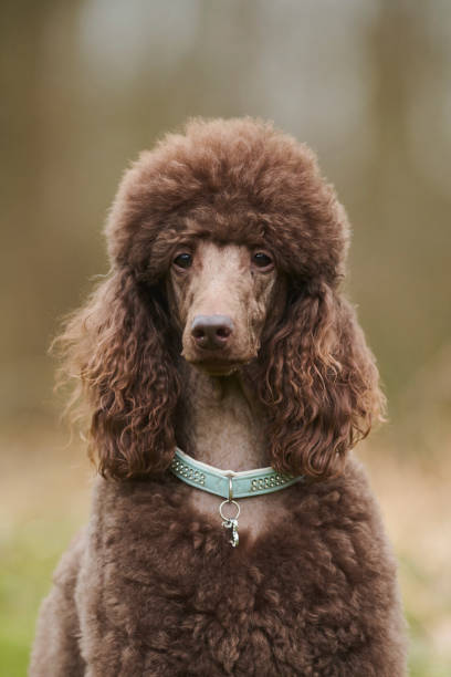 istock Standard Poodle Outdoor 1219544760