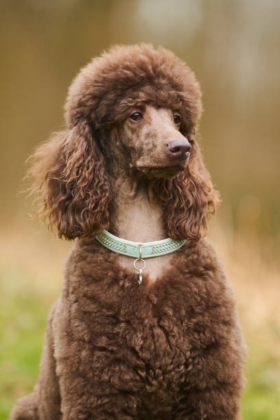 istock Standard Poodle Outdoor 1219544801