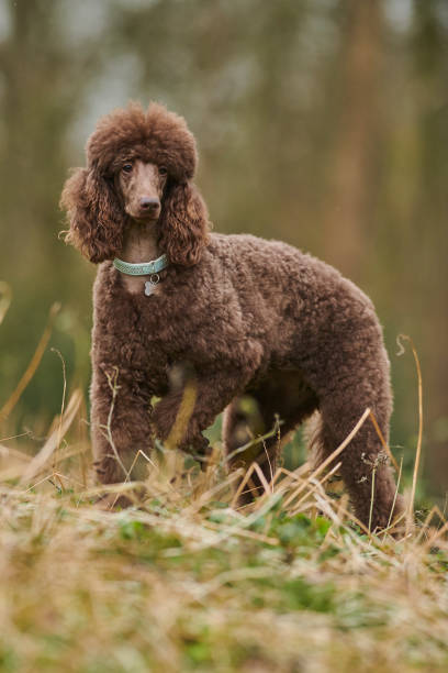istock Standard Poodle Outdoor 1219544891