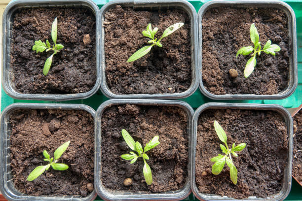 istock Young tomato plants growing out of soil 1219544925