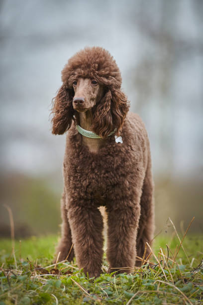 istock Standard Poodle Outdoor 1219544953