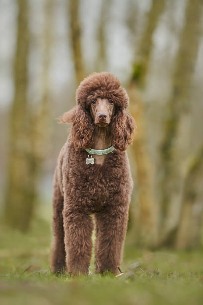 istock Standard Poodle Outdoor 1219545158
