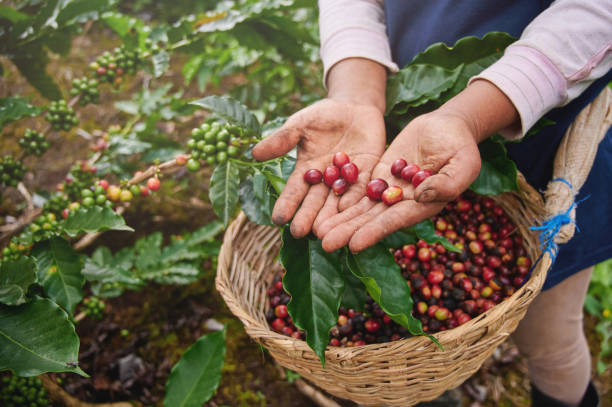 Coffee picker show red cherries Coffee picker show red cherries on basket background nicaragua stock pictures, royalty-free photos & images