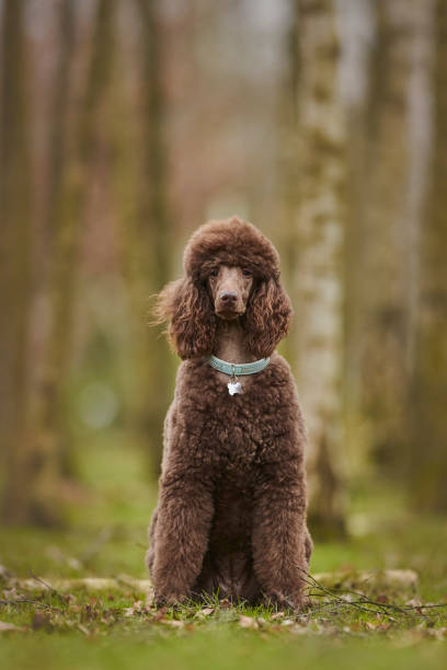 istock Standard Poodle Outdoor 1219545204