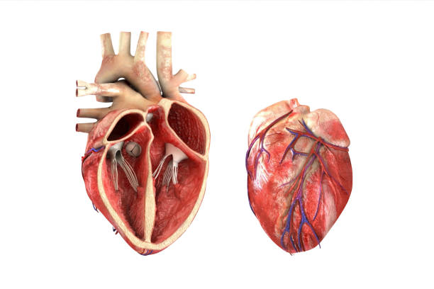 menschliches herzmodell für die studienausbildung isoliert auf weißem hintergrund. 3d render einer gesunden menschlichen herz anatomie inneren struktur. medizinisch genaue darstellung der aortenklappe - herzkammer stock-fotos und bilder