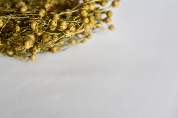 Peganum harmala fruit on white background