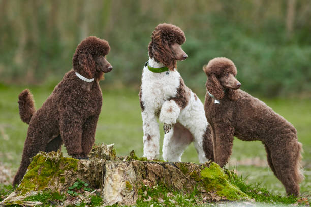 istock Standard Poodle Outdoor 1219546105