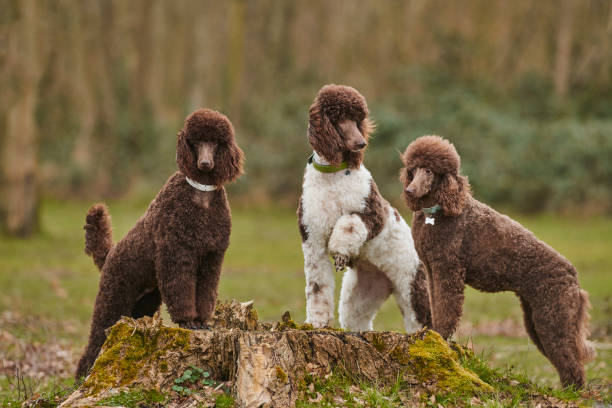 standardowy pudel na zewnątrz - standard poodle zdjęcia i obrazy z banku zdjęć