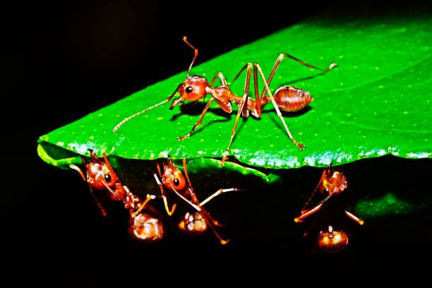 개미 스트레칭 다리, 물고 잎, 건물 둥지. - teamwork ant cooperation challenge 뉴스 사진 이미지