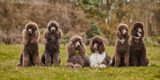istock Standard Poodle Outdoor 1219546322