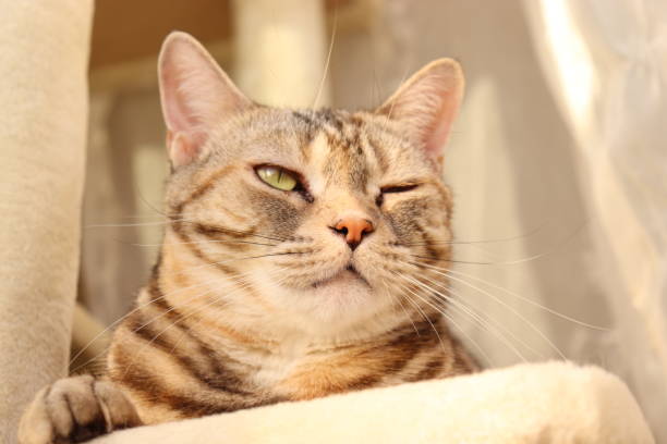 istock Cat winking in the sunshine. 1219546487