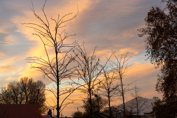 Milan, Lombardy, Italy: sunset along via Cenisio at fall