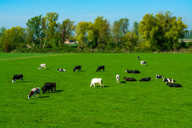 istock Dutch black white cows with milk grazing on green grass pasture 1219547217