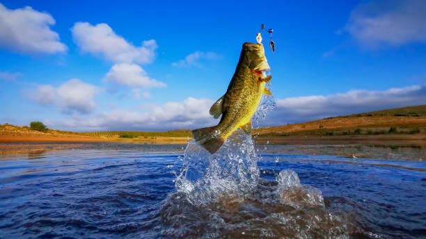 big large mouth bass  - fishing on lake with blue sky at dawn, sunrise - peixe fora dágua imagens e fotografias de stock
