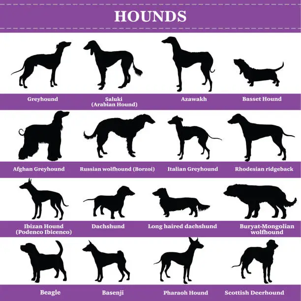 Vector illustration of Vector hounds silhouettes