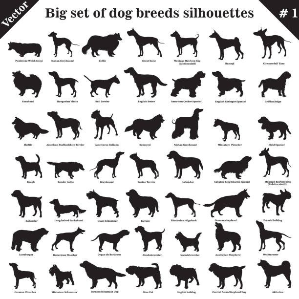 Vector dogs silhouettes 1 Big set of 49 different dogs, hounds, working, shepherd, terrier, companion, hunting. Vector set of different  dogs standing in profile. Isolated dogs breed silhouettes set in black color on white background. pure bred dog stock illustrations