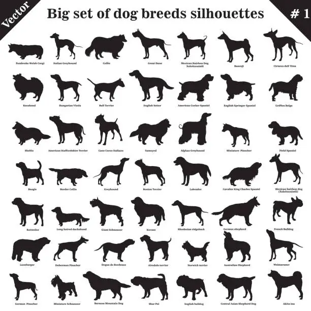 Vector illustration of Vector dogs silhouettes 1