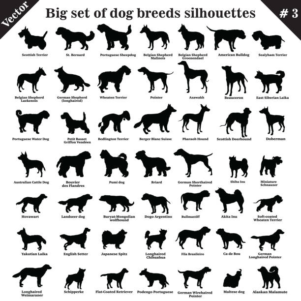 Vector dogs silhouettes 3 Big set of 49 different dogs, hounds, working, shepherd, terrier, companion, hunting. Vector set of different  dogs standing in profile. Isolated dogs breed silhouettes set in black color on white background. Part 3 hound stock illustrations