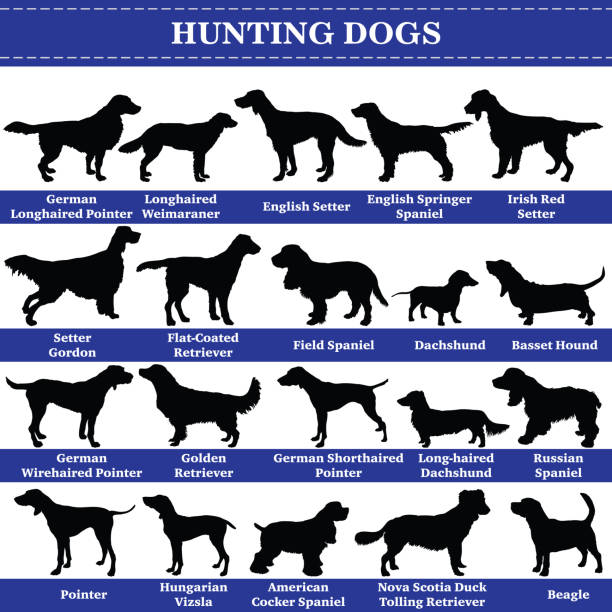Vector hunting dogs silhouettes Set of 20 hunting dogs. Vector set of hunting breeds dogs standing in profile. Isolated dogs breed silhouettes set in black color on white background. weimaraner dog animal domestic animals stock illustrations