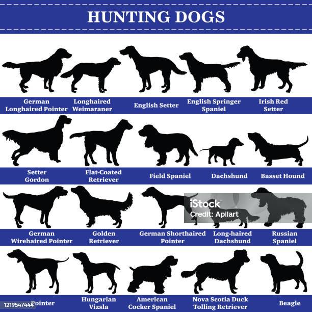 Vector Hunting Dogs Silhouettes Stock Illustration - Download Image Now - In Silhouette, Dog, Setter - Dog