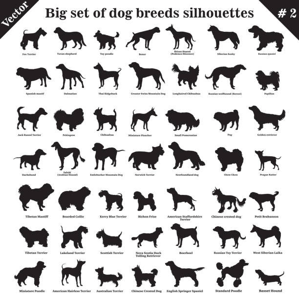 ilustrações de stock, clip art, desenhos animados e ícones de vector dogs silhouettes 2 - side view dog dachshund animal