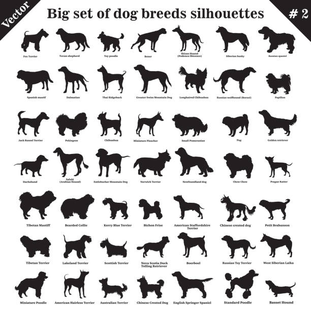 Vector dogs silhouettes 2 Big set of 49 different dogs, hounds, working, shepherd, terrier, companion, hunting. Vector set of different  dogs standing in profile. Isolated dogs breed silhouettes set in black color on white background. Part 2 chihuahua dog stock illustrations