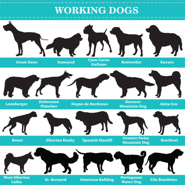 Vector working dogs silhouettes Set of 20 working dogs. Vector set of hounds breeds dogs standing in profile. Isolated dogs breed silhouettes set in black color on white background. mastiff stock illustrations