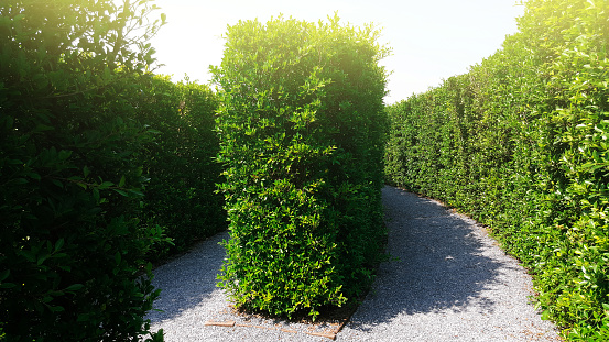 Tropical plant fence bush tree isolated on white background with clipping path.