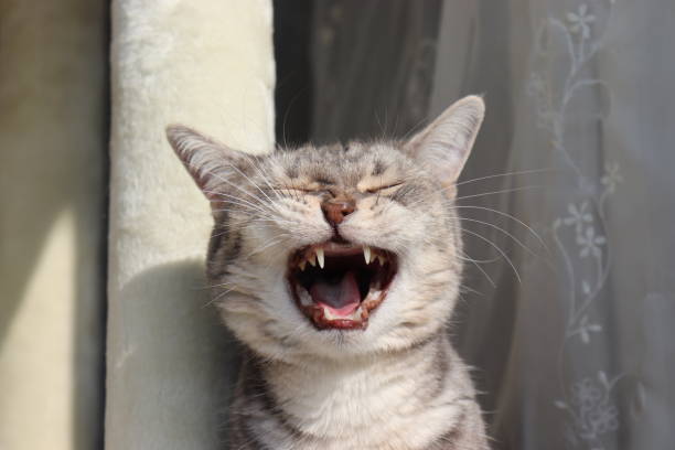 istock A cute cat that yawns and opens its big mouth. 1219547608